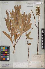 Foto von Salix daphnoides Vill.